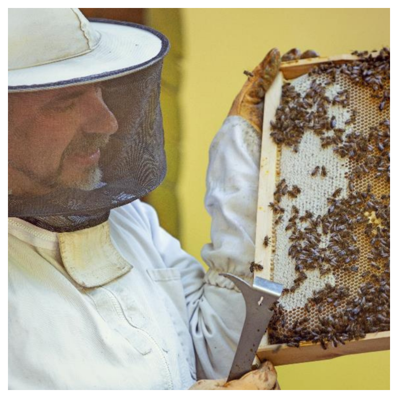 Urbano čebelarjenje